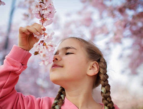 Sakura Yollarında Bir Yaşam Ritmi